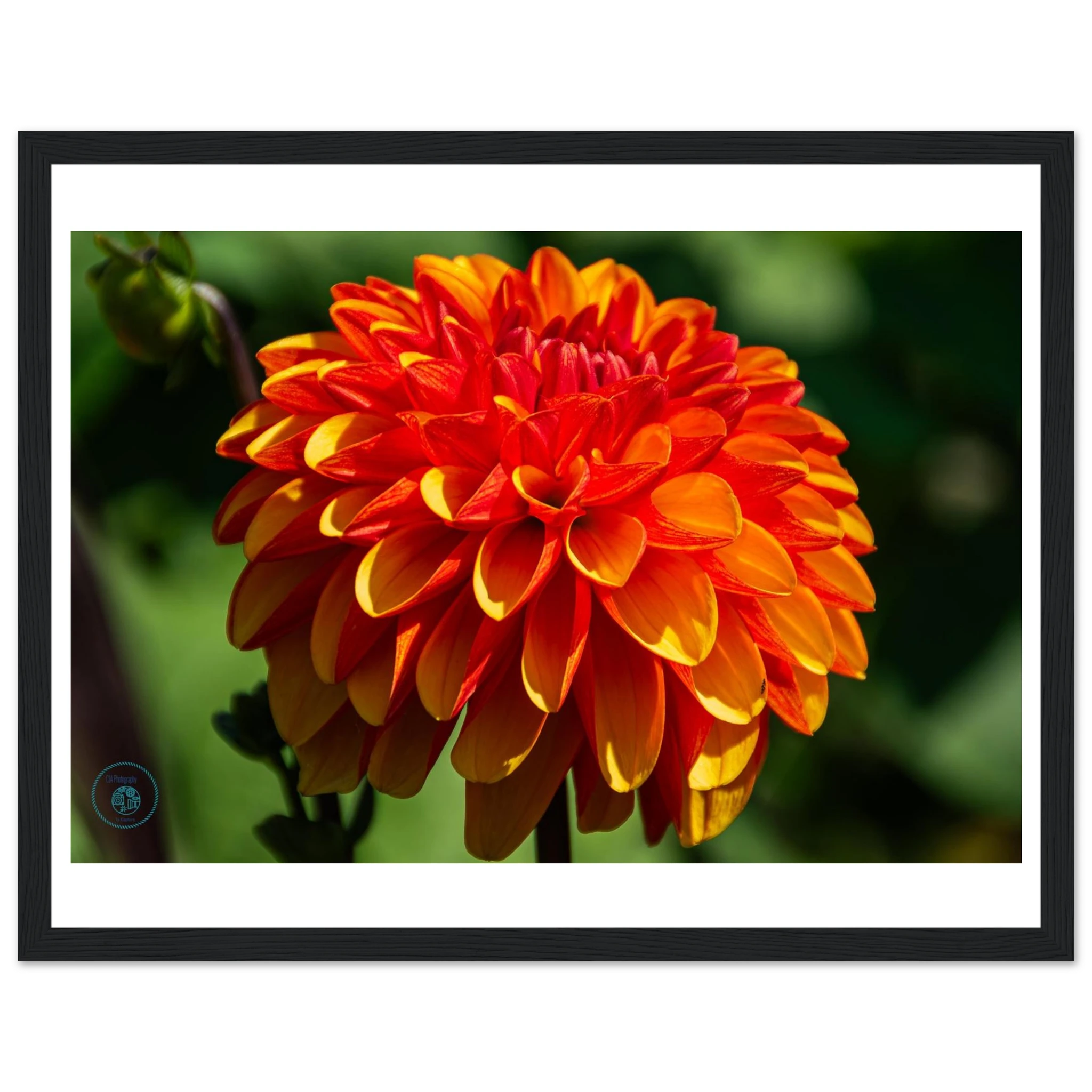 2bfd3c57-3212-4629-bba1-bb248da8b4f9